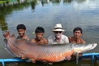 Thai Fish Species - Arapaima