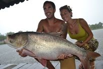 Thai Fish Species - Chinese Bighead Carp