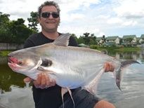 Black Ear Catfish