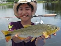 Thai Fish Species - Golden Dorado