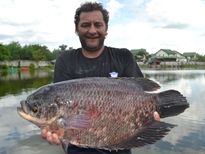 Thai Fish Species - Elephant Ear Gourami