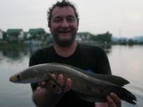 Thai Fish Species - Emperor Snakehead