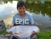 Thai Fish Species - Giant Featherback