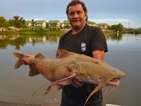 Thai Fish Species - Goonch