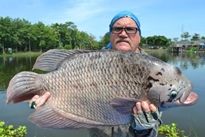 Thai Fish Species - Giant Gourami