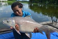 Thai Fish Species - Small Scale Mud Carp