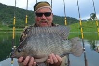 Thai Fish Species - Tilapia