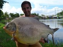 Thai Fish Species - Pacu