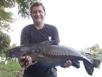 Thai Fish Species - Ripsaw Catfish