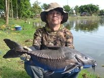 Thai Fish Species - Ripsaw Catfish