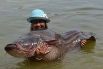 Thai Fish Species - Wallago Leeri