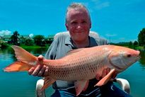 Thai Fish Species - Albino Rohu