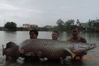 Thai Redtailed Catfish