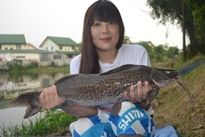 Thai Fish Species - Marble Catfish