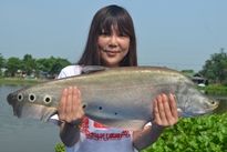 Thai Fish Species - Spotted Featherback