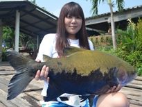 Thai Fish Species - Tambaqui