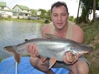 Thai Fish Species - Catfish Shark