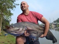 Thai Fish Species - Wallago Leeri