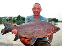 Thai Fish Species - Bearded Labeo