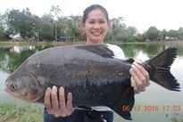 Thai Fish Species - Parapatinga