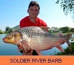 Thai Fish Species - Soldier River Barb