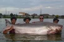 Mekong Catfish