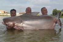Mekong Catfish