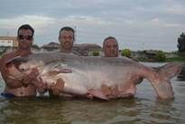 Mekong Catfish