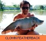Palm Tree Lagoon Gallery - Clown Featherback
