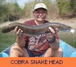 Thai Fish Species - Cobra Snakehead