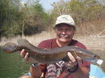 Cobra Snakehead
