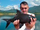 Black Carp