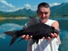 Black Carp