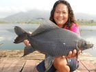 Black Carp