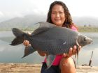 Black Carp