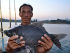 Black Carp
