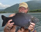 Black Carp