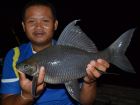 Black Carp