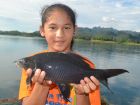 Black Carp