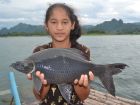 Black Carp