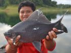 Black Carp
