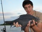 Black Carp