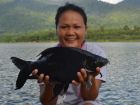 Black Carp