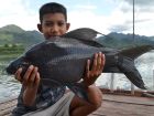 Black Carp