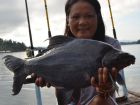 Black Carp