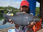 Black Carp