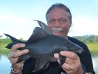 Black Carp