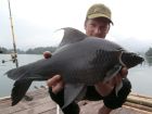 Black Carp