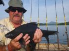 Black Carp