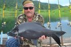 Black Carp